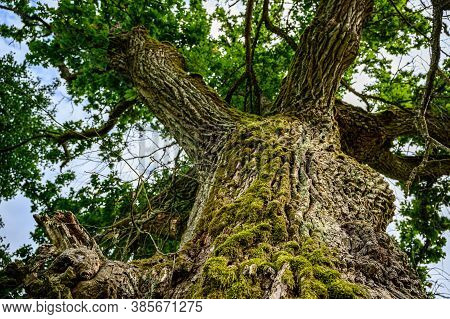 Oak View From Bottom To Top. A Mighty Old Tree With Moss On The Bark And Green Leaves.