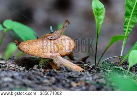 An Edible Mushroom In Nature. A Mushroom With A Fallen Leaf Stuck To It.