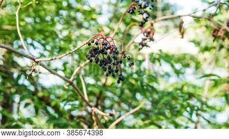 Elderberry Bush Growing On A Tree,elderberry,elderberry Fruit Growing.