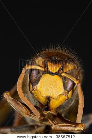 Macro ultra di Vespa crabro