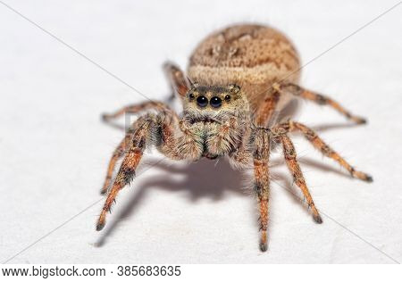 Beautiful female Brilliant Jumping Spider on light background