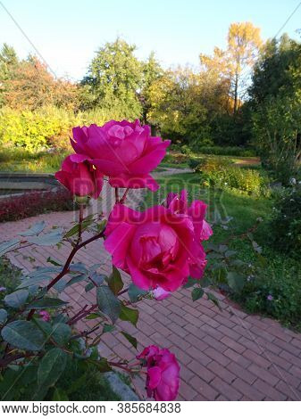 Pink Garden Roses On A Blury Green Background, Selective Focus