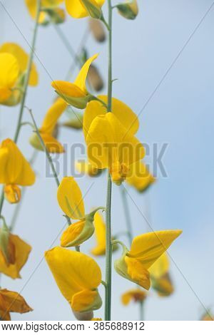 Yellow Sunn Hemp Flower In Nature Garden