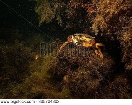 A Closeup Picture Of A Crab In A Beautiful Marine Environment. Picture From Oresund, Malmo In Southe