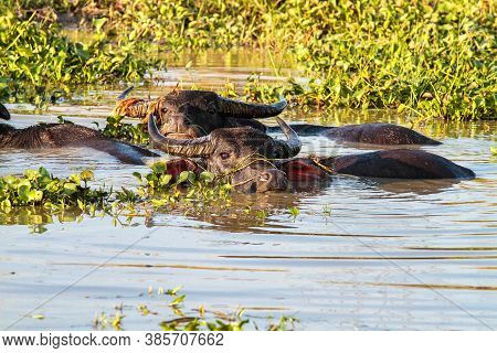 Southeast Asian Buffalo That Likes To Lie Down, Soak In The Water. Seen In Pegu, Myanmar