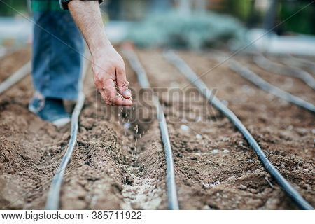 A Man Sows Seeds In The Ground, A Watering Hose Is In Rows, Selective Focus