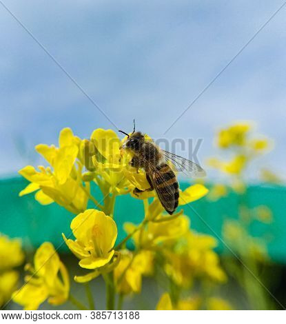 Lady Honeybee Collecting Sweet Nectar From A Yellow Flower.. Only Lady Honeybees Go Around In Search