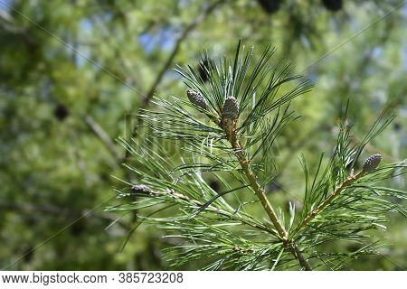 Armand Pine Branch - Latin Name - Pinus Armandii