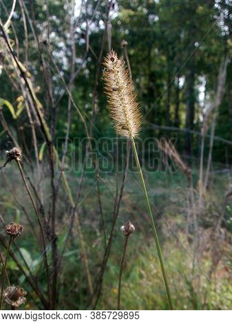 Timothy Grass In A Field Under The Sunlight.