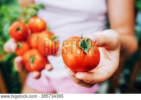 Girl Holding Red Ripe Tomatoes In Her Hands. Healthy Eating.