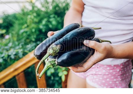 Girl Holding An Eggplant In Her Hands. Healthy Eating, Harvesting.