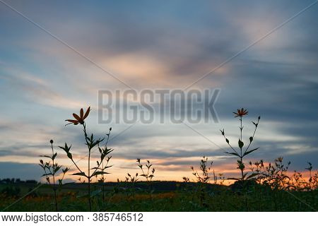 Old Wild Flower Hay Meadow In Summer