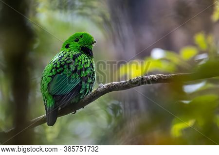 Nature Wildlife Image Of Beautiful Bird Green Broadbill Perching On A Branch. Whitehead's Broadbill