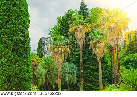 Cypress Trees And Thickets Of Different Palms In A Tropical Mediterranean Park