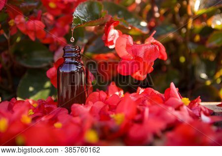 Dropper Bottle With Flower Essence On Beautiful Red Flowers. Bach Thrapy.