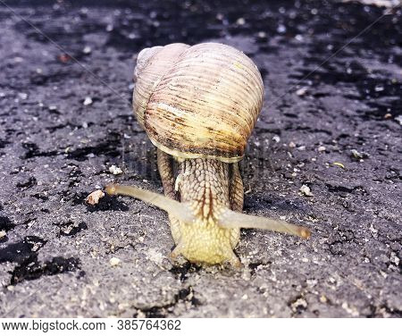 Small Garden Snail In Shell Crawling On Wet Road, Slug Hurry Home. Snail Slug Consist Of Edible Tast