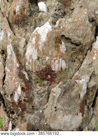 Beautiful Firewood Texture Background In Forest For Saw Mill