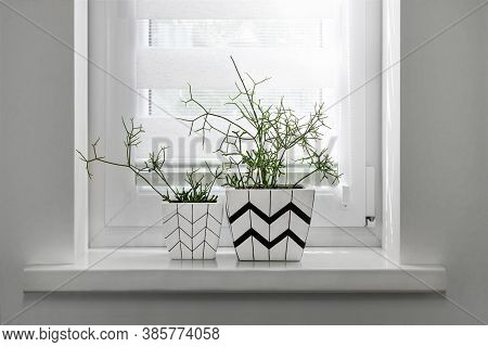 Two White Square Flower Pots With Geometric Patterns With Rhipsalis Plants Planted In Them Stand On 