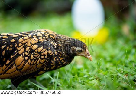 Close Up Sebright Chick Brown Colour In The Green Garden Blur Background..
