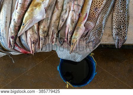 Moraenas On The Table In Dar Es Salaam. Morey Eel On Slab At Fish Market, Tanzania