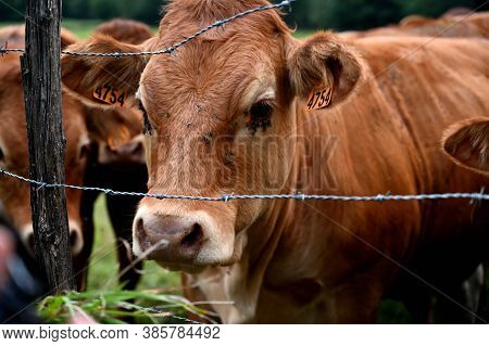 Closeup Of A Brown Cow Looking At The Photographer