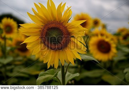 Closeup Of A Sunflower With Heavy Clouds In The Background