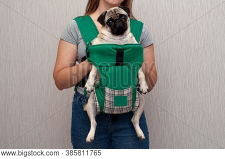 Cute Dog Pug Sitting In The Ergo Device Babycarrier Or Sling Kangaroo Carrier. Pet Dog Like A Baby. 
