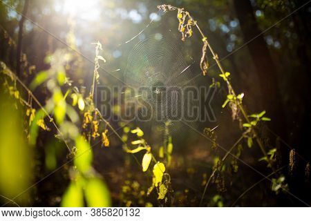 Walk In The Autumn Forest. A Spider In A Web Is Waiting For Prey.