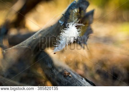 Walk In The Autumn. The White Feather Fell Into The Web.