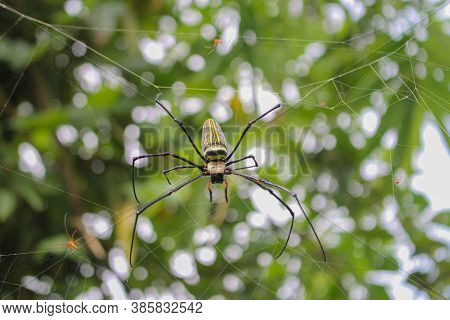 Spider,spider Siting On The Net,big Spider,spider In Asis Images