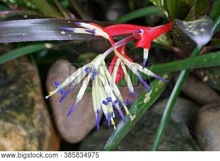 Blue, White And Red Flower Of Billbergia 'hallelujah' Tropical Plant