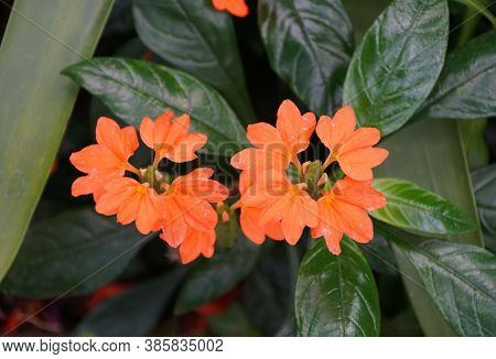 Beautiful Cluster Of Orange Crossandra 'tropic Flame' Flowers