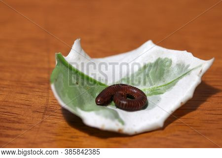 Millipede With White And Green Leaf On The Wooden Floor. It Is A Myriapod Invertebrate With An Elong