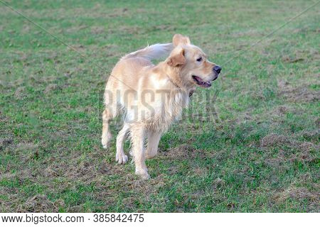 Happy Golden Retriver Running On Meadow.he Plays And Jumps On The Grass In The Evening.catches The D