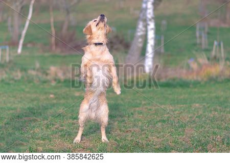 Happy Golden Retriver Running On Meadow.he Plays And Jumps On The Grass In The Evening.catches The D