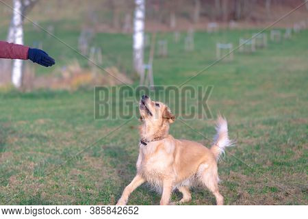 Happy Golden Retriver Running On Meadow.he Plays And Jumps On The Grass In The Evening.catches The D
