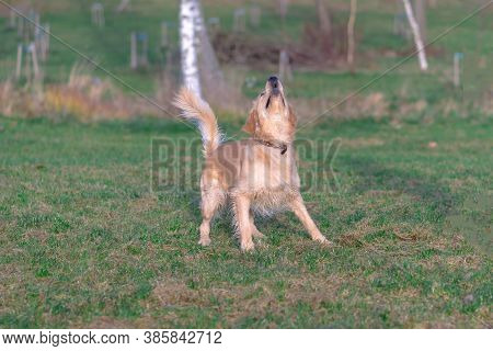 Happy Golden Retriver Running On Meadow.he Plays And Jumps On The Grass In The Evening.catches The D