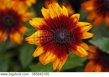 A Large Yellow Flower With Red And Purple