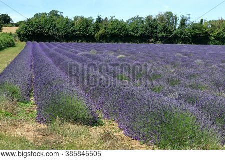 A Landscape Scene With Lavender Fields In Kent