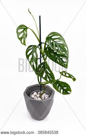 Exotic Houseplant Called  'monstera Adansonii' In Gray Flower Pot On White Background