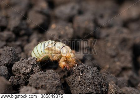 Larva Of Gryllotalpa Gryllotalpa On Excavated Soil. Pest Of Garden Plan