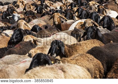 Brown, White And Black Sheep In Kyrgystan..