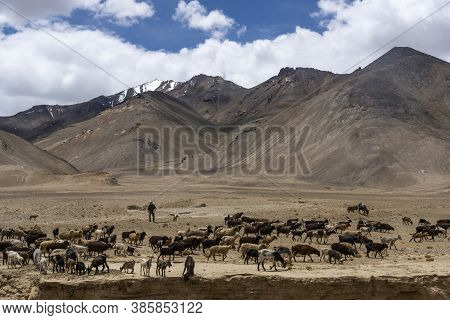 Herd Of Sheep And Goat Near Murghab With Snowy Mountains, Tajikistan At The Pamir Highway.