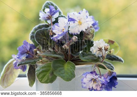 Two-colo Violet And White Flower With Green Leaves, Green And Yellow Background