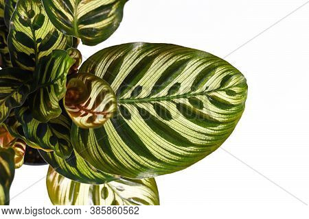 Leaf Of Exotic Houseplant Called Close Up Of Leaf Of Exotic Tropical 'calathea Makoyana' With Beauti