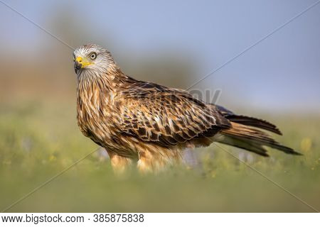Red Kite (milvus Milvus) Perched In Spanish Pyrenees, Vilagrassa, Catalonia, Spain. April. It Is Res