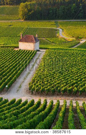 Vinice v Gevrey chambertin Burgundsko Francie