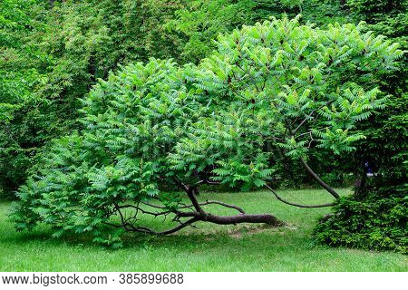 Minimalist Monochrome Background With Large Green Leaves And Small Flowers Of Rhus Shrub, Commonly K