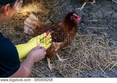 The Famers Going To Vaccinate Prevent The Epidemic, Keep The Chickens He Fed On The Farm, To Plague 