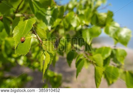 Wild Red Beetle Ladybug Coccinellidae Anatis Ocellata Coleoptera On A Green Leaf Of A Birch Branch, 